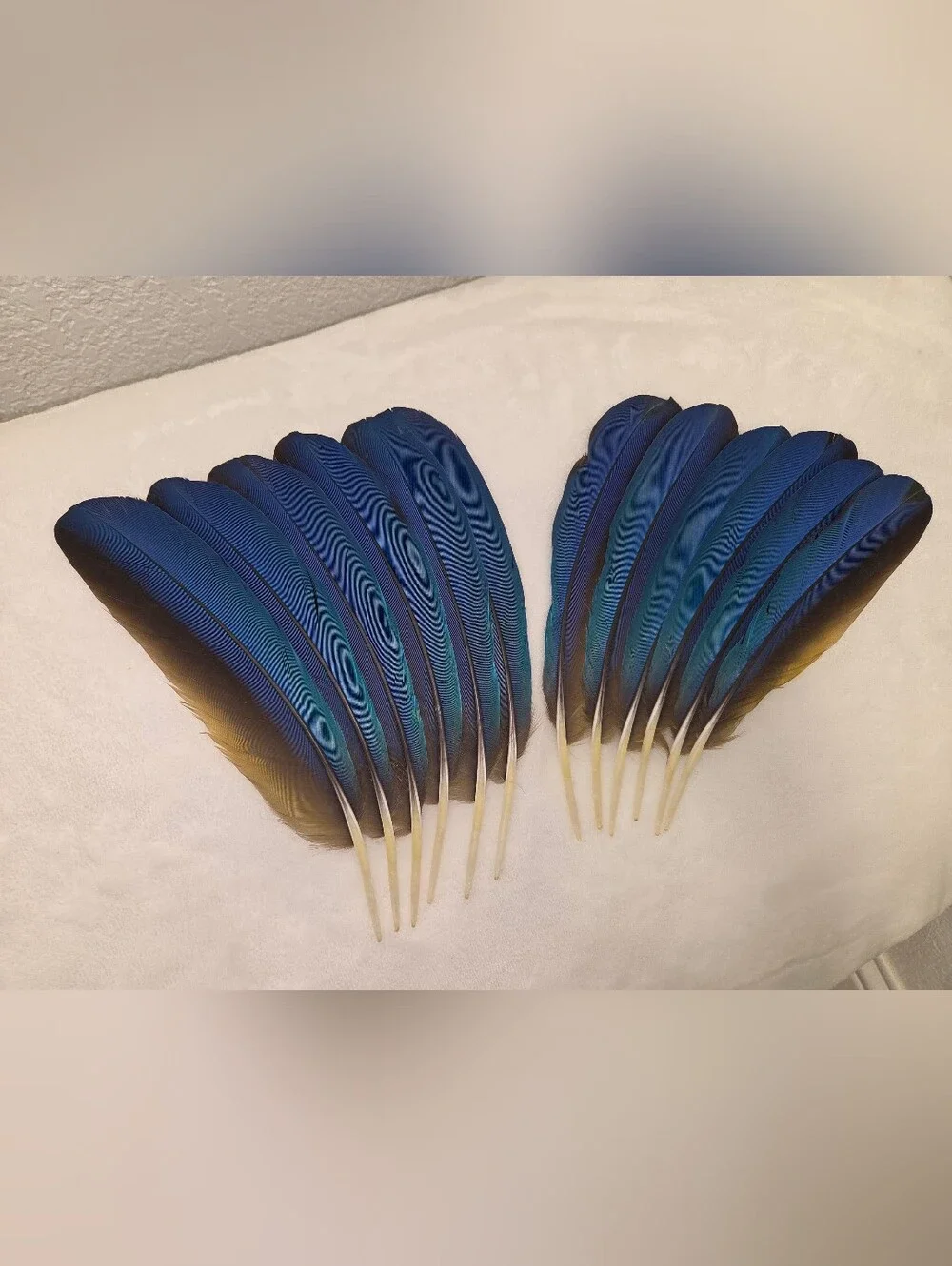 Natural Blue And Gold Macaw Feather Set